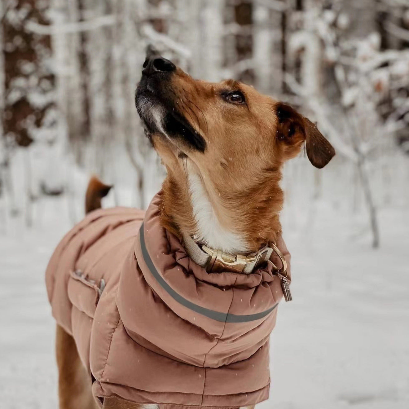 Dog clothing thickened warm waterproof windproof two leg coat pet vest cotton coat